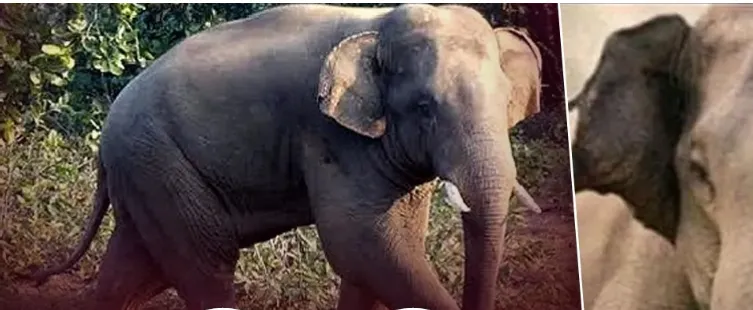 Youth trampled to death by tusker in Rairakhol Forest Division