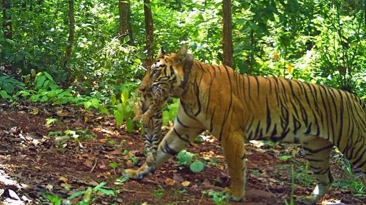 Over 20 camera traps deployed in Similipal to track Tigress Zeenat & her four cubs