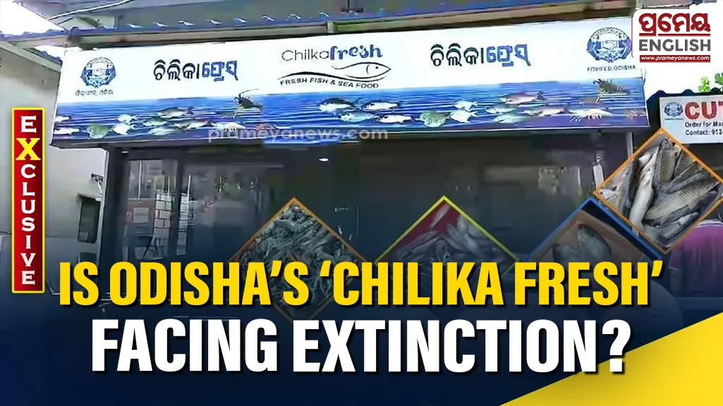 Is Odisha’s ‘Chilika Fresh’ headed for extinction? Privatisation push threatens state-owned fish brand

