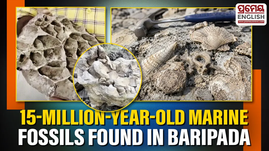 Odisha: 15-million-year-old marine fossils found in Baripada
