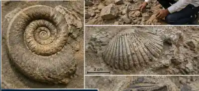 Odisha: 15-million-year-old marine fossils found in Baripada