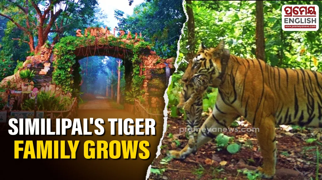 Jinnat gives birth to four cubs in Similipal, boosting Odisha’s tiger conservation efforts

