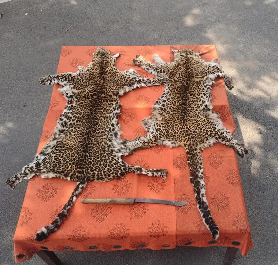 Berhampur SP seeks CB probe into leopard skin smuggling case in Ganjam


