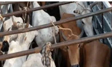 Odisha: Athagarh Court Sentences Life Imprisonment to an Illegal Cattle Trader, Imposes ₹5 Lakh Fine