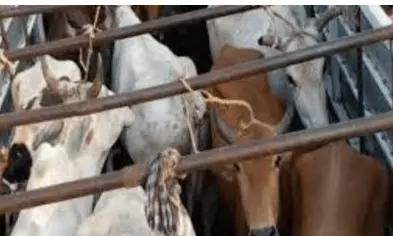 Odisha: Athagarh Court Sentences Life Imprisonment to an Illegal Cattle Trader, Imposes ₹5 Lakh Fine