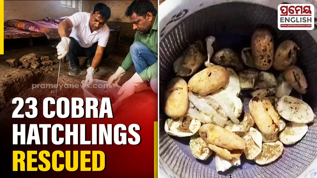23 Cobra hatchlings rescued from house in Jajpur village