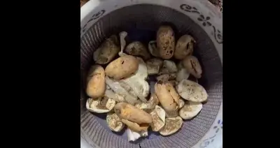 23 Cobra hatchlings rescued from house in Jajpur village