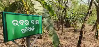 Rubber cultivation transforms lives of tribal families in Odisha’s Gajapati