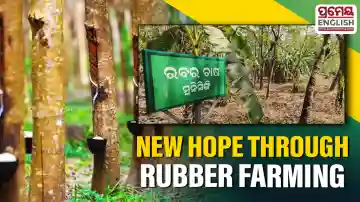 Rubber cultivation transforms lives of tribal families in Odisha’s Gajapati
