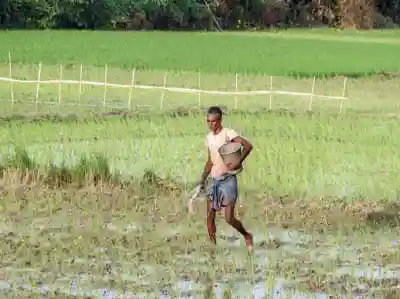 Fertiliser subsidy bill may rise by up to Rs 70,000 crore if crude averages USD 80-90/bbl in FY27: BoB Report