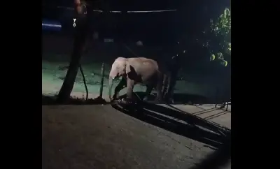 Rising elephant menace sparks fear in Kandhamal, residents submit memorandum to CM