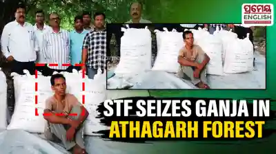 STF seizes nearly 2 quintals of Ganja in Athagarh forest, one arrested