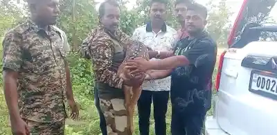 Youth rescues injured deer from stray dogs, hands it over to forest department in Dhenkanal