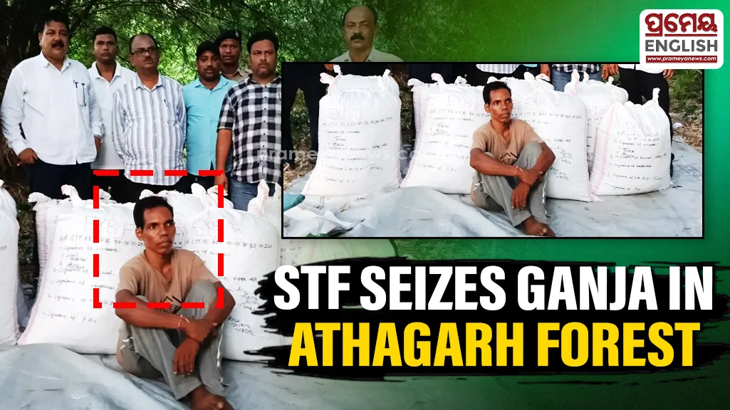 STF seizes nearly 2 quintals of Ganja in Athagarh forest, one arrested