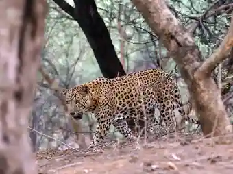 8 injured in leopard attack at Bahraich in UP