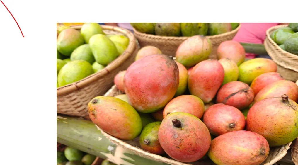APEDA facilitates first commercial export of GI-tagged Rewa Sundarja mangoes to UAE