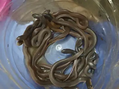 Odisha: 30 baby cobras rescued from beneath wood-apple tree, safely released into forest
