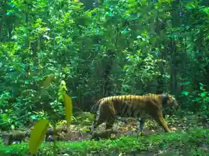 Odisha: Tigress Zeenat takes walk with growing cubs at Similipal Reserve 
