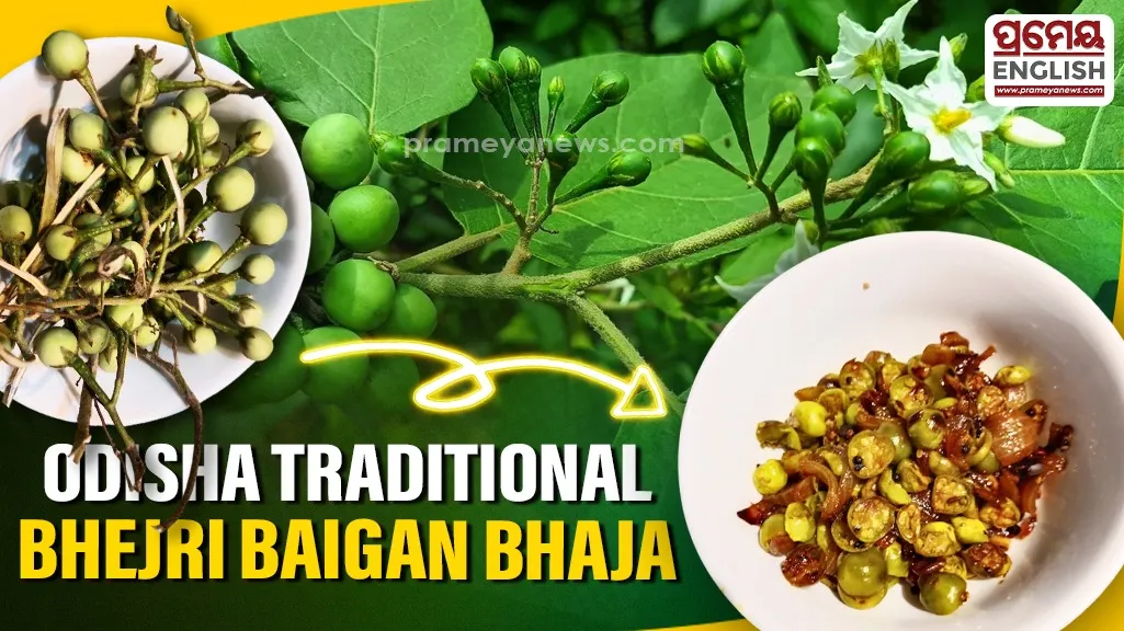 Odisha kitchens celebrate summer with wild Turkey Berries aka Bhejri Baigan