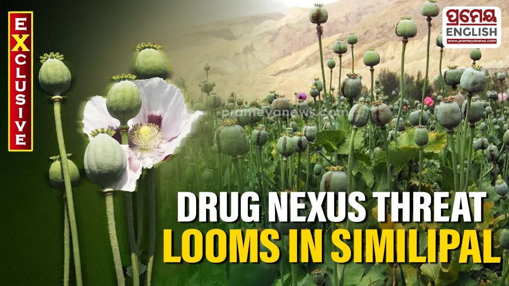 Opium cultivation creeps into Similipal Tiger Reserve, raising alarms over wildlife & drug nexus

