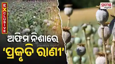 Opium cultivation creeps into Similipal Tiger Reserve, raising alarms over wildlife & drug nexus