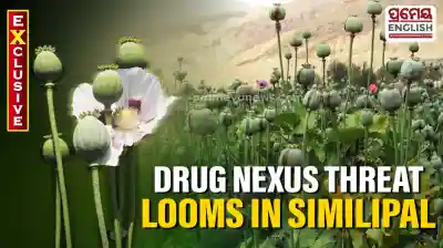 Opium cultivation creeps into Similipal Tiger Reserve, raising alarms over wildlife & drug nexus