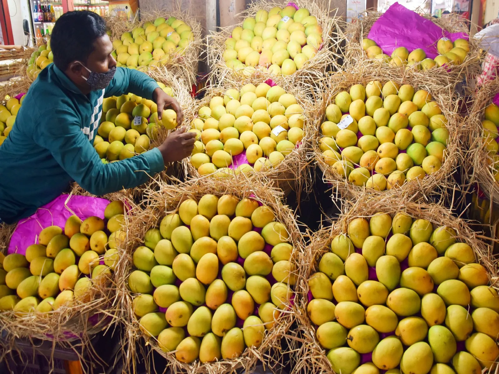 Air India's 'Mango Express' takes flight: Premium Indian mangoes head to global markets from Mumbai
