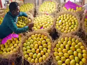 Air India's 'Mango Express' takes flight: Premium Indian mangoes head to global markets from Mumbai