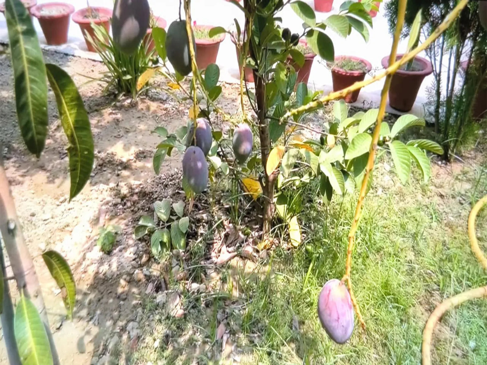 Gold fruit: Ayodhya farmer grows world's most expensive mango in home garden