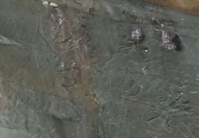 Mayurbhanj Rock Engravings Reveal Hidden 7th Century Sun Worship Secrets Deep In Odisha