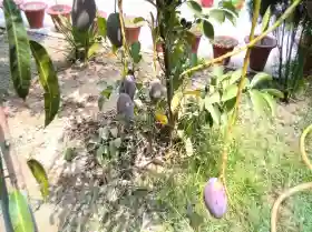 Gold fruit: Ayodhya farmer grows world's most expensive mango in home garden