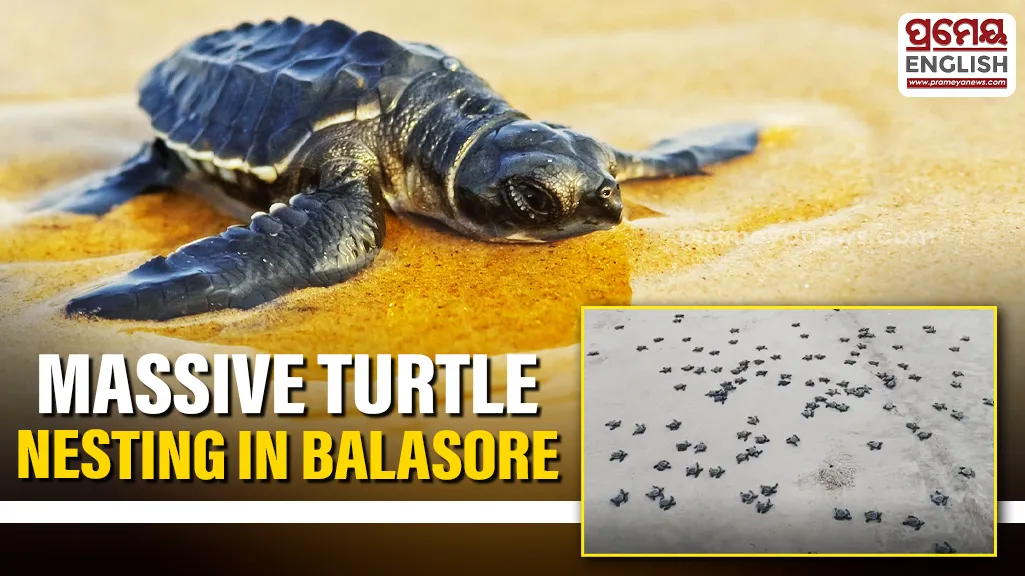Record rise in Olive Ridley Turtle nesting at Udaypur-Talsari coast in Balasore

