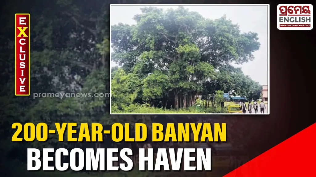 200-year-old Banyan tree at Ekamra College becomes a haven for birds & wildlife

