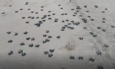 Record rise in Olive Ridley Turtle nesting at Udaypur-Talsari coast in Balasore