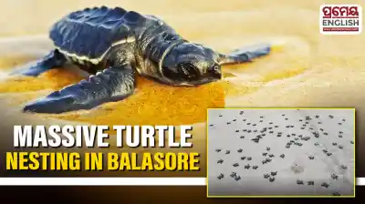 Record rise in Olive Ridley Turtle nesting at Udaypur-Talsari coast in Balasore