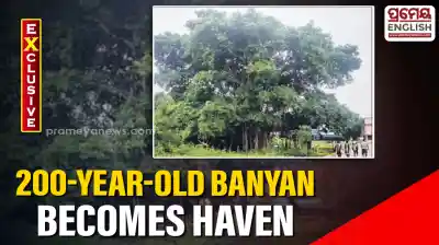 200-year-old Banyan tree at Ekamra College becomes a haven for birds & wildlife