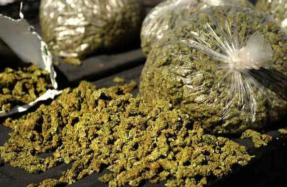 STF arrests Interstate Ganja trafficking kingpin; half-torn currency note used as secret code

