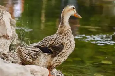 National recognition for Odisha's indigenous 'Kudu' duck breed; ICAR grants animal breed registration certificate