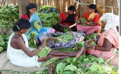 Odisha CM Majhi Approves 25% Bonus for Kendu Leaf Pluckers, 5% Incentive for Binders; ₹74.78 Crore Allocated