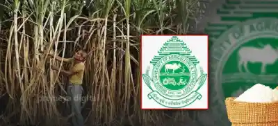 Odisha to boost sugar production with New OUAT sugarcane research Campus, Badamba Mill Revival