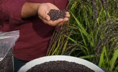 Ganjam farmer exports seven tonnes of Odisha's Labanya Black Rice to Chicago