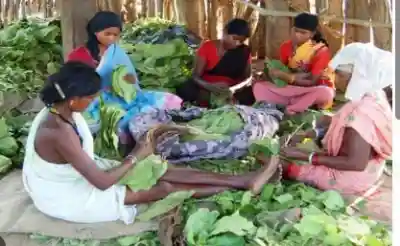 Odisha CM Majhi Approves 25% Bonus for Kendu Leaf Pluckers, 5% Incentive for Binders; ₹74.78 Crore Allocated