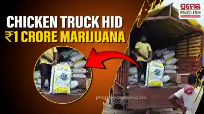 Malkangiri police seize ₹1 Crore worth of marijuana hidden in chicken transport truck; two arrested