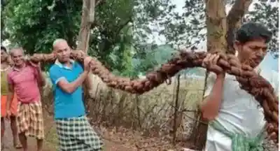 Keonjhar’s 600-year-old Siali rope tradition keeps the world’s largest chariot moving