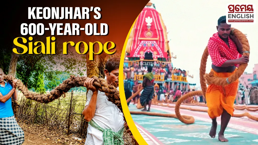 Rath Yatra 2026: Siali rope for pulling chariot of Holy Trinity in Keonjhar