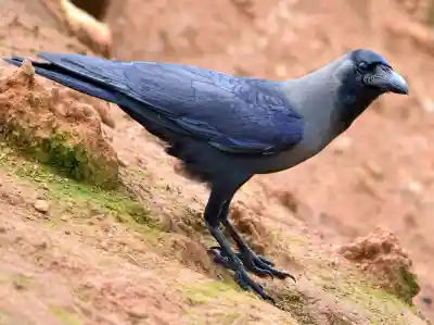 Where have the crows gone? Odisha witnesses alarming decline in crow population