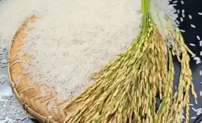 NRAA-Funded Wild Rice Conservation Project Secures Major Milestone in Assam
