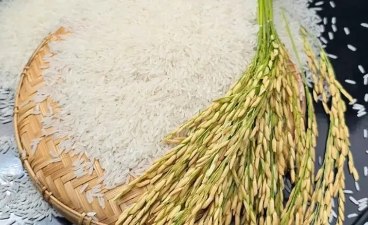 Government approves supply of improved-quality rice under PMGKAY for over 80 crore beneficiaries 