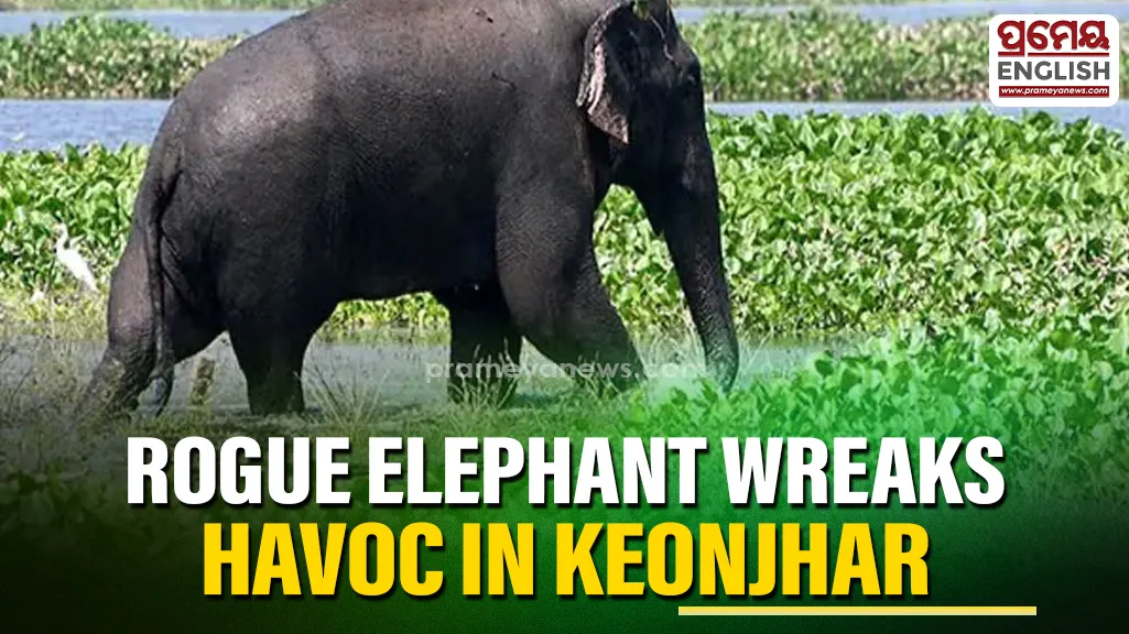 Rogue elephant wreaks havoc in Keonjhar village, destroys houses & farmer’s cucumber crop


