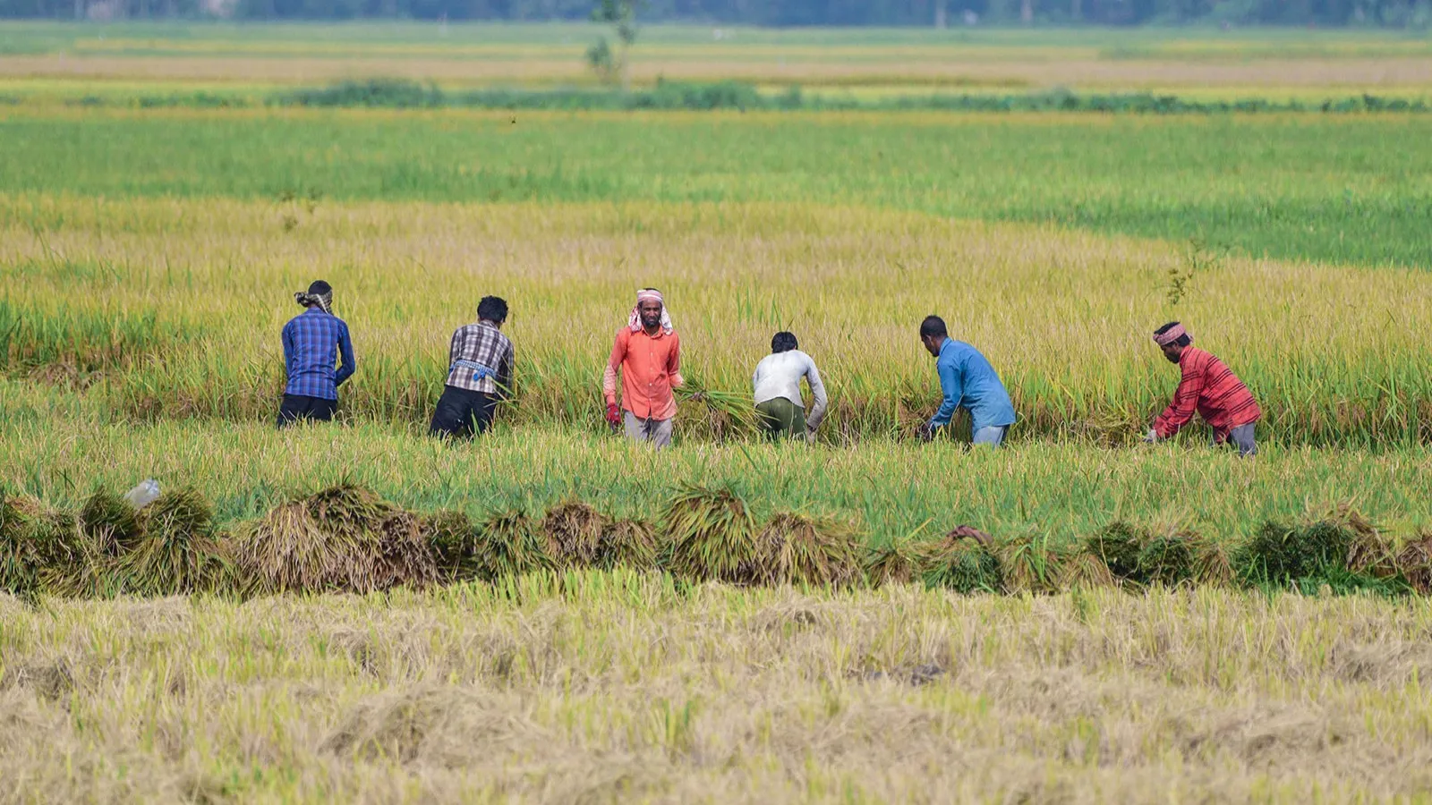 India's kharif sowing declines 6.04% year-on-year till July 17; pulses acreage drops over 15%: Govt data
